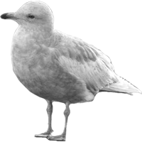 Larus Glaucoides Kumlieni